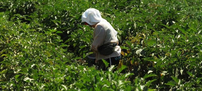 Ελληνίδες αγρότισσες φτιάχνουν το πρώτο ευρωπαϊκό λευκό ρούμι